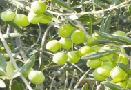 Zeytin ağacı varlığıyla Türkiye’de 4. sıraya yükseldi