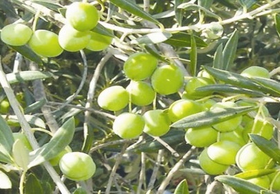 Zeytin ağacı varlığıyla Türkiye’de 4. sıraya yükseldi
