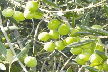 Zeytin ağacı varlığıyla Türkiye&#8217;de 4. sıraya yükseldi