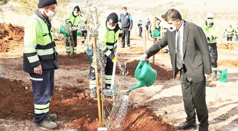 Zeytin, badem ve çam fidanlarına can suyu verildi
