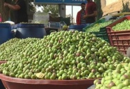 Zeytin el yakıyor 