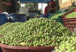 Zeytin el yakıyor 
