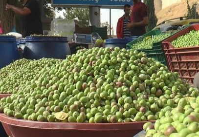 Zeytin el yakıyor 