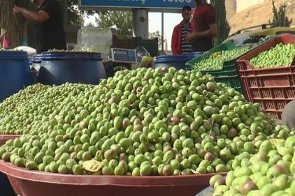 Zeytin el yakıyor 