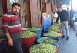 Zeytin rekoltemiz düştü