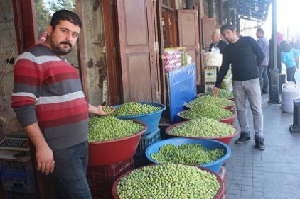 Zeytin rekoltemiz düştü