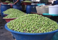 Zeytin rekoltesi 120-130 bin ton civarında gerçekleşir