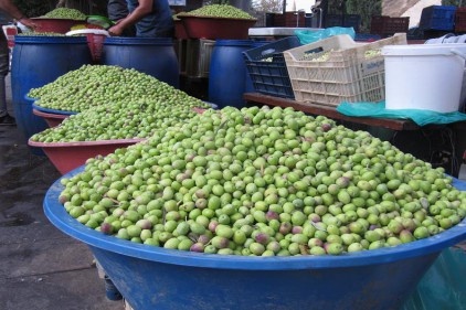 Zeytin rekoltesi 120-130 bin ton civarında gerçekleşir