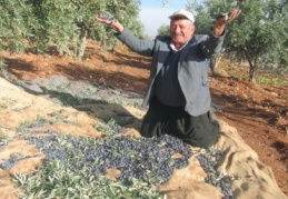 Zeytin rekoltesi 10 bin ton olacak