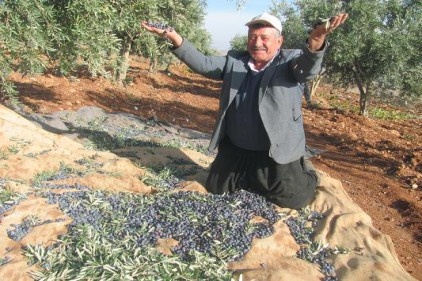 Zeytin rekoltesi 10 bin ton olacak