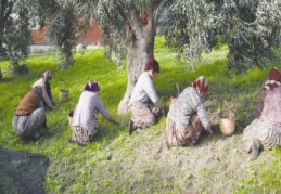 Zeytin üreticileri Çin Fuarı’ndan döndü döndü