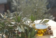 Zeytin üreticisinin gözü birincilikte