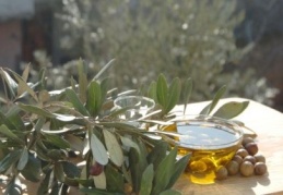 Zeytin üreticisinin gözü birincilikte	