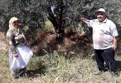 Zeytincilik sektörü rahat bir nefes aldı