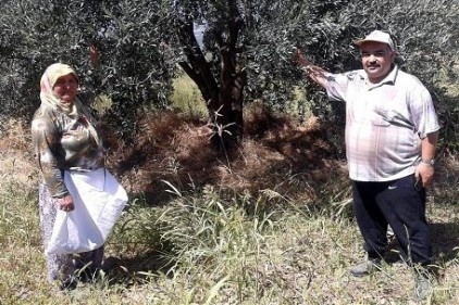 Zeytincilik sektörü rahat bir nefes aldı
