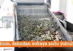 Zeytinin, dalından sofraya zorlu yolculuğu