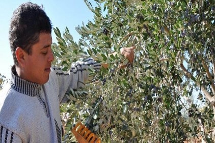 Zeytinin tarladan fabrikaya yolculuğu