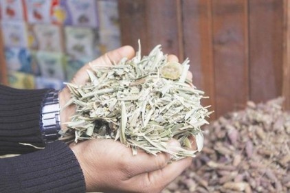 Zeytinin yaprağıda her derde deva