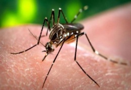 Zika virüsü Finlandiya’ya sıçradı 