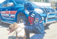 Zincirle otomobilin arkasına bağlanan köpeği jandarma kurtardı