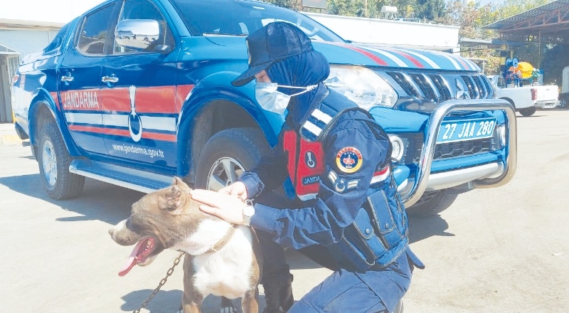 Zincirle otomobilin arkasına bağlanan köpeği jandarma kurtardı