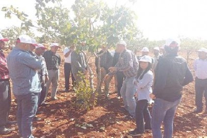 Ziraat Odası öncülüğünde çiftçiye yerinde eğitim verildi