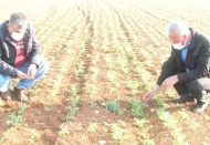 Zirai don ile şiddetli rüzgar çiftçiyi korkuttu