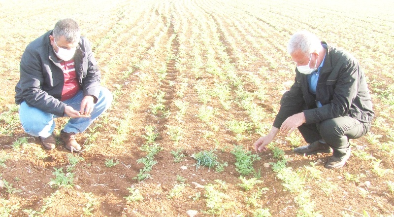 Zirai don ile şiddetli rüzgar çiftçiyi korkuttu